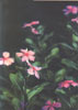 Vinca Rosea